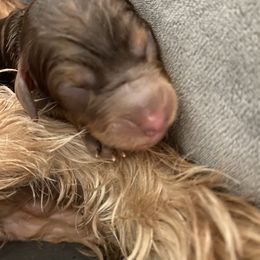 Australian Labradoodle and Double Doodle Puppies from Little Kingdom Doodles