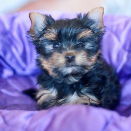 Charming Girl - Blue and gold female Yorkshire Terrier puppy in Stanton, California from Essence of Grace Yorkies