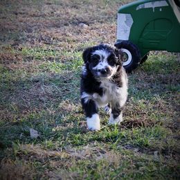 Miniature Australian Shepherd Puppies from Barbed Circle C Mini Aussies