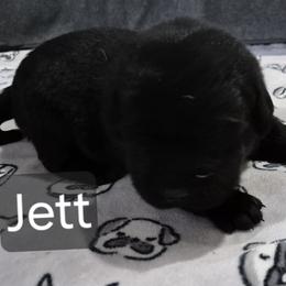 Jett - Black female Labrador Retriever puppy in Greenwich, Ohio from Pure Gem Kennel