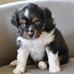 OLIVINE aka Livi - Black tri female Miniature American Shepherd puppy in Bixby, Oklahoma from Roeboat Aussies