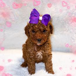 December - Red  female Goldendoodle puppy in Kissimmee, Florida from Poodle Doodle Kennels