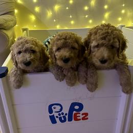 Goldendoodle, Maltipoo, and Poodle Puppies from Pawriffic Pups
