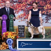 Fly - Icelandic Sheepdog