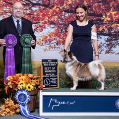 Fly - Icelandic Sheepdog