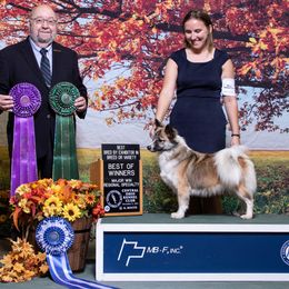 Fly - Icelandic Sheepdog