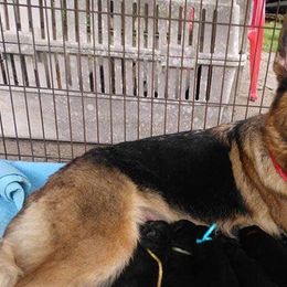 German Shepherds from Orion’s German Shepherds