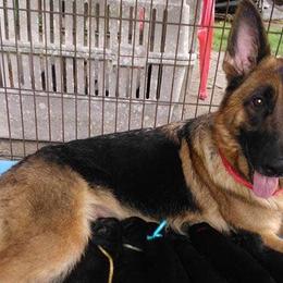 German Shepherds from Orion’s German Shepherds