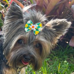Luna - Yorkshire Terrier