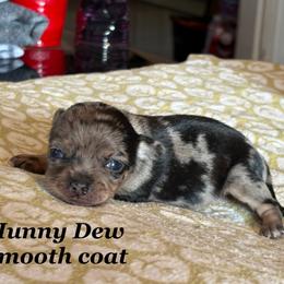 Honeydew - Merle female Chihuahua puppy in Beckemeyer, Illinois from Guardian’s of the Chihuahuas