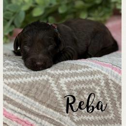 Reba - Chocolate female Australian Labradoodle puppy in Gladstone, Oregon from Beaver State Labradoodles