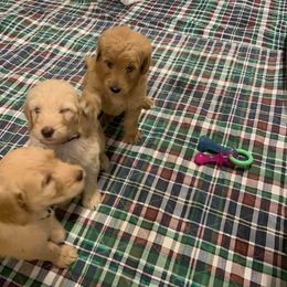 Goldendoodle Puppies from Bear Ridge Doodles