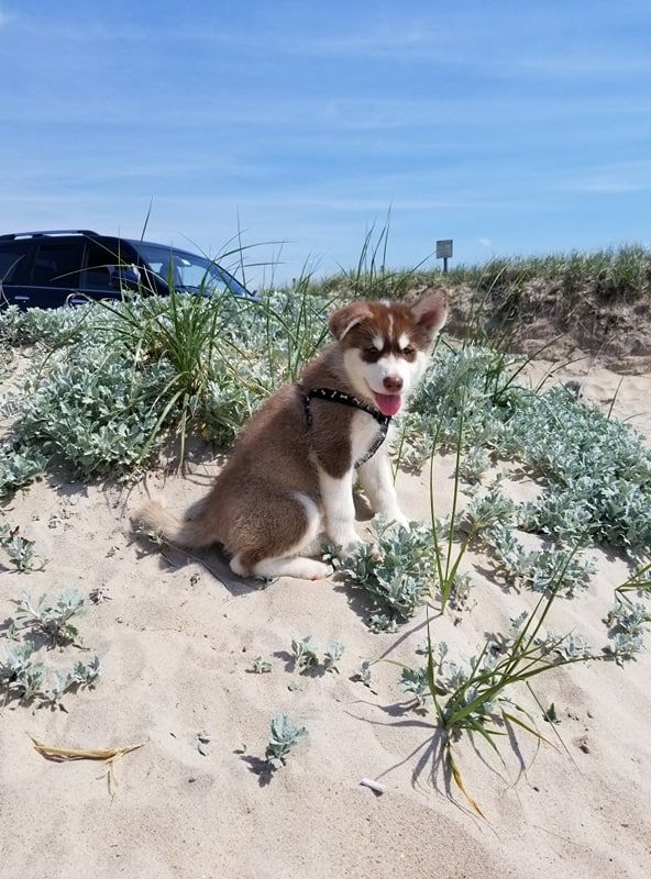 Enchanted dreams alaskan store malamutes