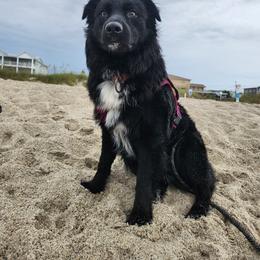 Beowulf - Australian Shepherd