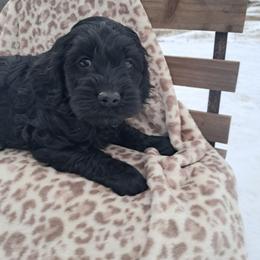 Champ - Black male Cockapoo puppy in Mena, Arkansas from Ouachita River Cockapoos