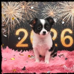 Mistletoe - Black and white female Chihuahua puppy in Demorest, Georgia from Sourpatch Chihuahuas