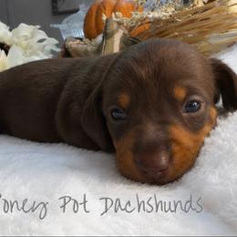 AKC Harper - Chocolate and tan female Dachshund puppy in Glen Saint Mary, Florida from 🍯 Honey Pot Dachshunds 🐾