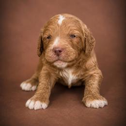 Austin (Fred) - Red  male Goldendoodle puppy in Rocky Point, North Carolina from CelticDoods