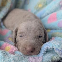 Silver girl 1 - Silver gray female Weimaraner puppy in Rancho Cucamonga, California from Freehart's Weimaraners