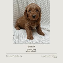 Goldendoodle Puppies from Fountain Valley Doodles
