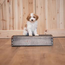 Miss Twinkle - Apricot female Goldendoodle puppy in Ash Grove, Missouri from The Bark Farm