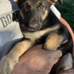 German Shepherd Puppies from TNT Pups