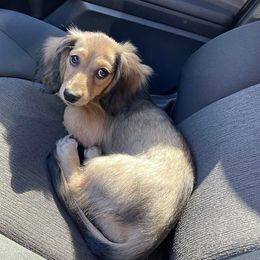 Dachshunds from Dani's Doxies