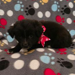 Fuji - Black & white female Toy Australian Shepherd puppy in Arlington, Texas from CopperHead Aussies