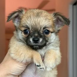 Buster - Fawn male Chihuahua puppy in Spring Hill, Florida from Stardom Chihuahuas & CKCS