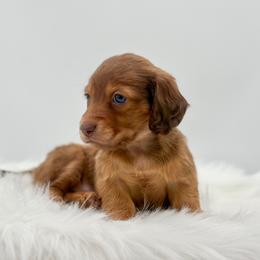 Scarlett - Red female Dachshund puppy in Litchfield, Illinois from Charmm Dachshunds