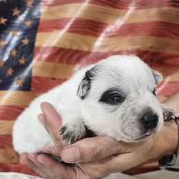 Justice - Blue male Australian Cattle Dog puppy in Lynd, Minnesota from Diamond Falls Cattle Dogs