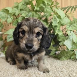 Dachshund Puppies from Mel's LowRider Ranch