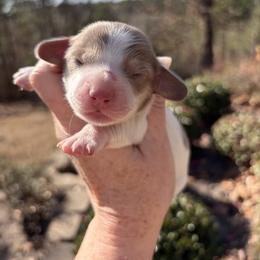 Major - Fawn (Isabella) male Dachshund puppy in Bentonville, Arkansas from T & D Dachshunds by design