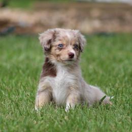 Kiwi - Red merle female Australian Shepherd puppy in Springville, Alabama from Cross Creek Aussies