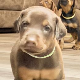 Green collar - Red and rust male Doberman Pinscher puppy in Vicksburg, Mississippi from Mississippi K9 Kennel