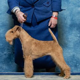 Jamie Lee - Lakeland Terrier