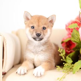 Sana Red Girl - Red female Shiba Inu puppy in Neosho, Missouri from Sunny Terrace Shibas
