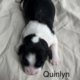 Quinlyn - Black and white female English Springer Spaniel puppy in Clear Lake, South Dakota from Coteau Springers