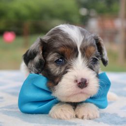 Aussiedoodle, Cavalier King Charles Spaniel, Cavapoo, and Labradoodle Puppies from McDoodles of Texas LLC