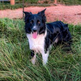 Ace - Border Collie