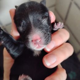 Girl 2 - Black female Havanese puppy in Kinston, North Carolina from Court Jester Havanese and Prissy Diva Russian Salon Dogs