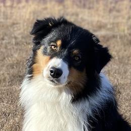 Toby  - Australian Shepherd
