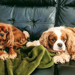 Cavalier King Charles Spaniels from Dawn Miner's Cavalier King Charles Spaniels