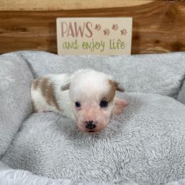 Gracie - Red merle and white female American Corgi puppy in Stillwater, Oklahoma from Steele Family Farms