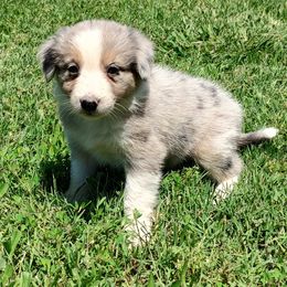 Border Collie Puppies from Bond Border Collies