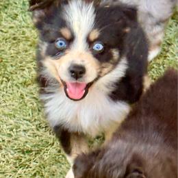 Tri female - Black tri female Miniature Australian Shepherd puppy in Lemon Cove, California from Magic Ranch Mini Aussies