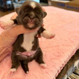 Dynasty - Lilac male Shih Tzu puppy in Soddy Daisy, Tennessee from TN Mtn Magic Precious Shih Tzu’s 4 You!