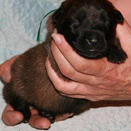 Belgian Malinois Puppies from MPACT Malinois