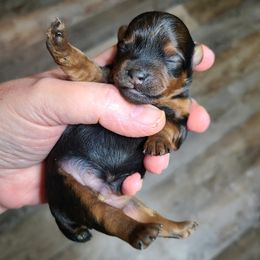 "1 day old " Yorkipoo Puppies from Gin and Stella's Adventures