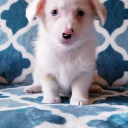 American Corgi and Pembroke Welsh Corgi Puppies from Whimsical Treasure Corgis
